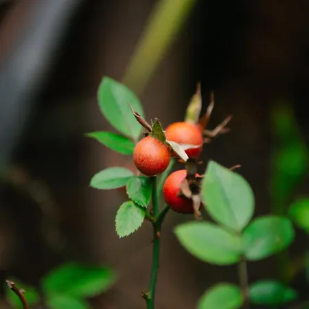 Apartamento Casa Do Remo *