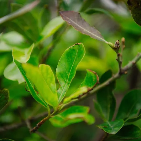Casa Do Remo Apartamento Canical (Madeira)