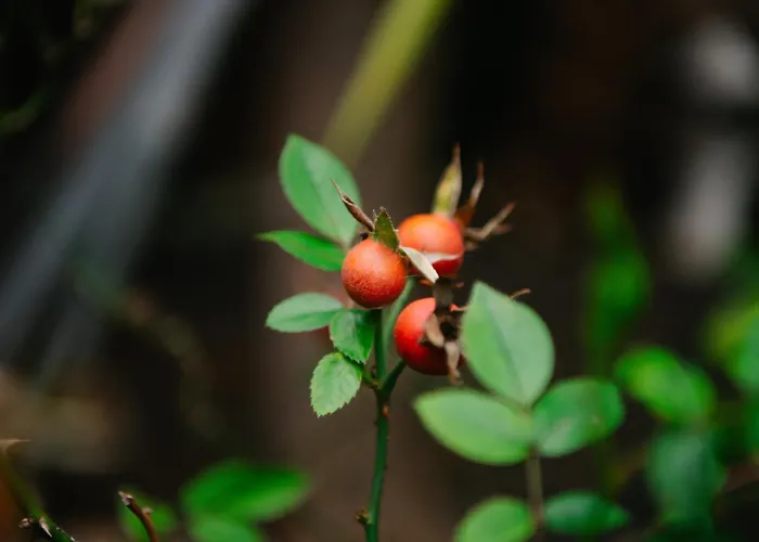 公寓 Casa Do Remo *