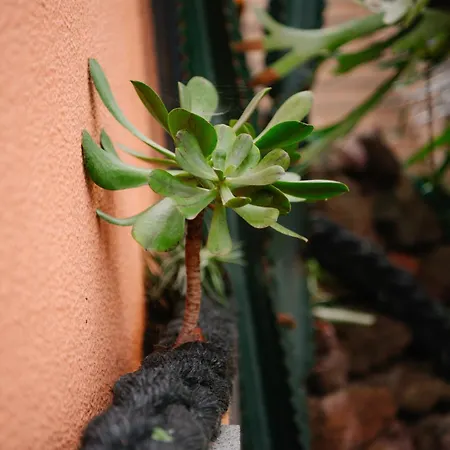 Casa Do Remo * 카니살