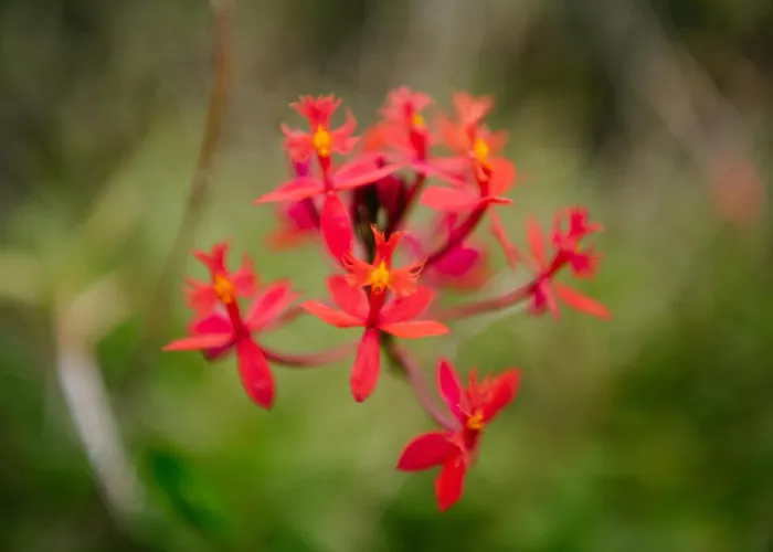 Апартаменты Casa Do Remo