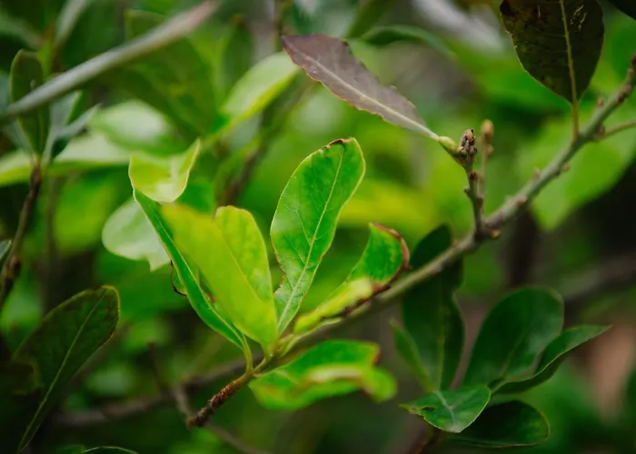 Casa Do Remo Апартаменты Канисал